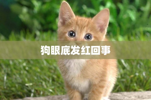 狗眼底發紅回事