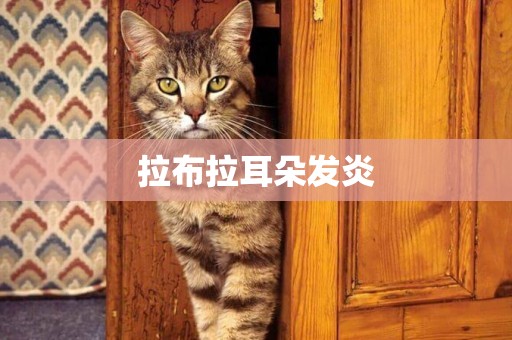 拉布拉耳朵發炎