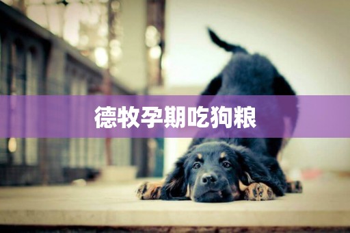 德牧孕期吃狗糧