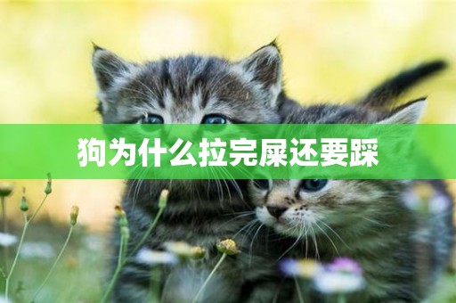 狗為什么拉完屎還要踩
