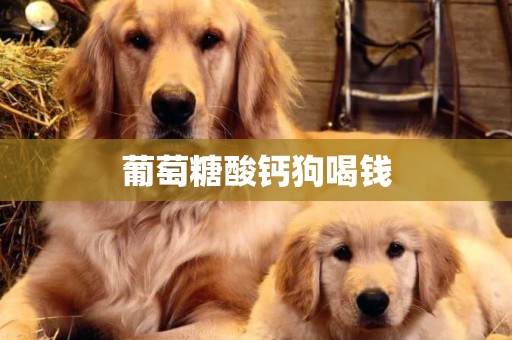 葡萄糖酸鈣狗喝錢