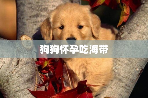 狗狗懷孕吃海帶