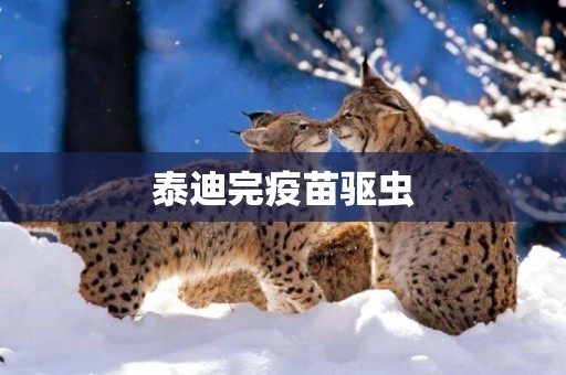 泰迪完疫苗驅蟲