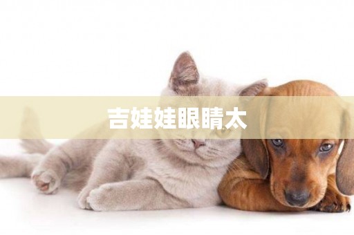 吉娃娃眼睛太