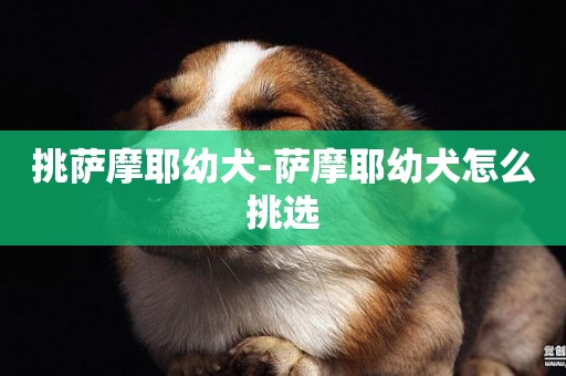挑薩摩耶幼犬-薩摩耶幼犬怎么挑選