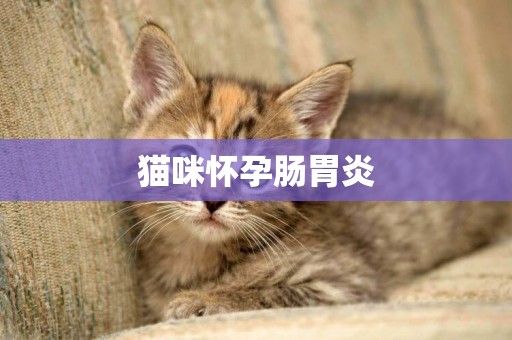 貓咪懷孕腸胃炎