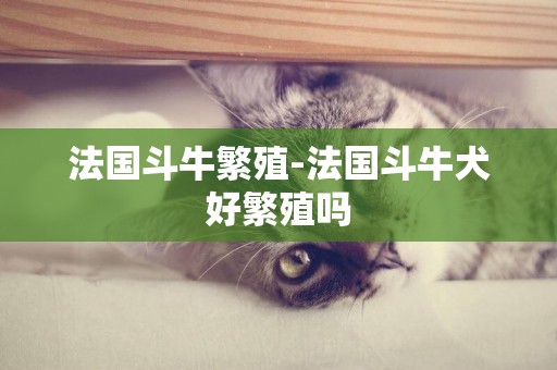 法國斗牛繁殖-法國斗牛犬好繁殖嗎