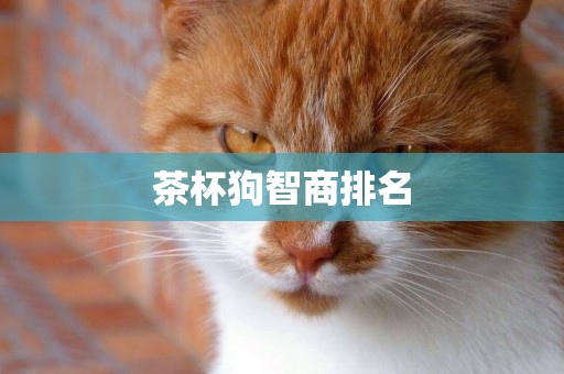 茶杯狗智商排名