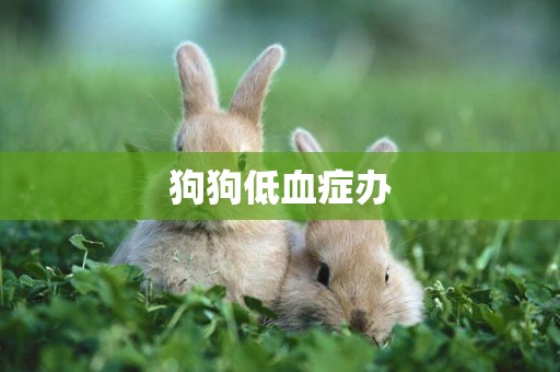 狗狗低血癥辦