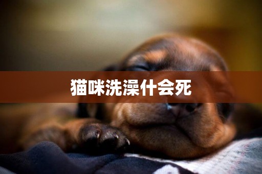 貓咪洗澡什會死