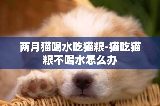兩月貓喝水吃貓糧-貓吃貓糧不喝水怎么辦