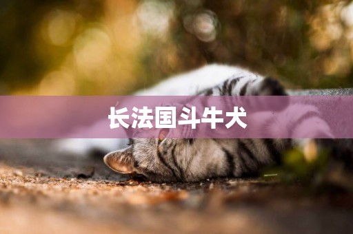 長法國斗牛犬