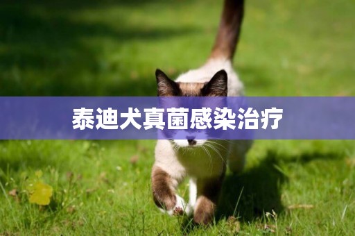泰迪犬真菌感染治療
