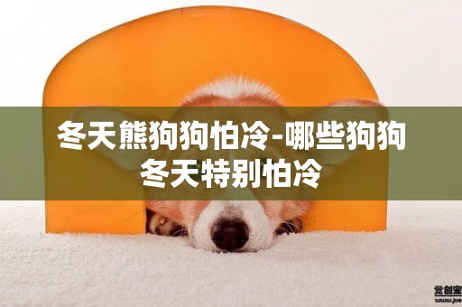 冬天熊狗狗怕冷-哪些狗狗冬天特別怕冷