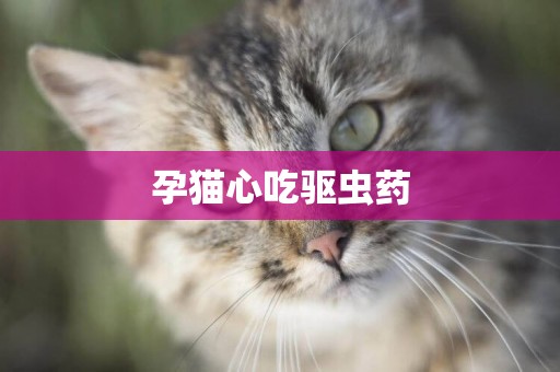 孕貓心吃驅蟲藥