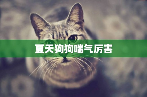 夏天狗狗喘氣厲害