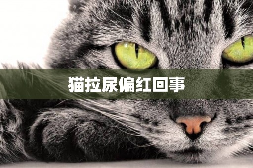 貓拉尿偏紅回事