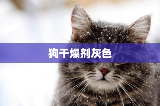 狗干燥劑灰色