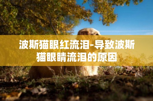 波斯貓眼紅流淚-導致波斯貓眼睛流淚的原因
