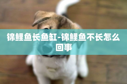 錦鯉魚長魚缸-錦鯉魚不長怎么回事