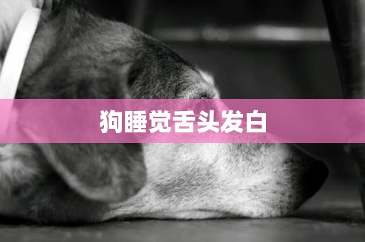 狗睡覺舌頭發白