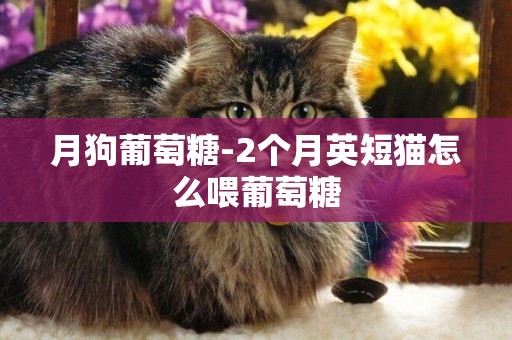 月狗葡萄糖-2個月英短貓怎么喂葡萄糖