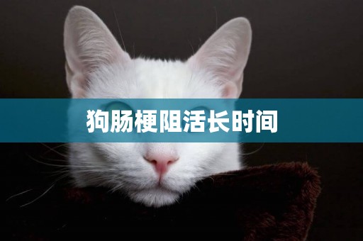 狗腸梗阻活長時間