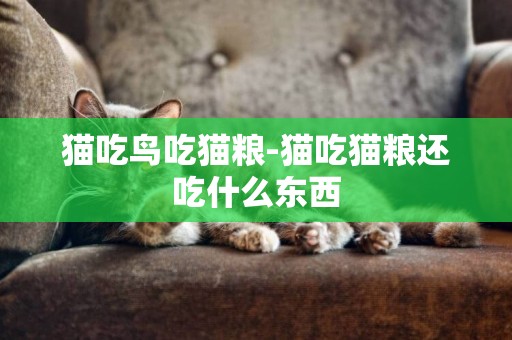 貓吃鳥吃貓糧-貓吃貓糧還吃什么東西