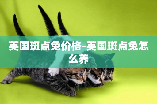 英國斑點兔價格-英國斑點兔怎么養