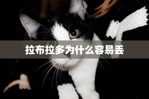 拉布拉多為什么容易丟