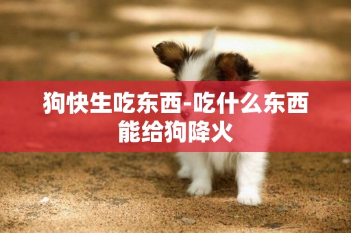狗快生吃東西-吃什么東西能給狗降火