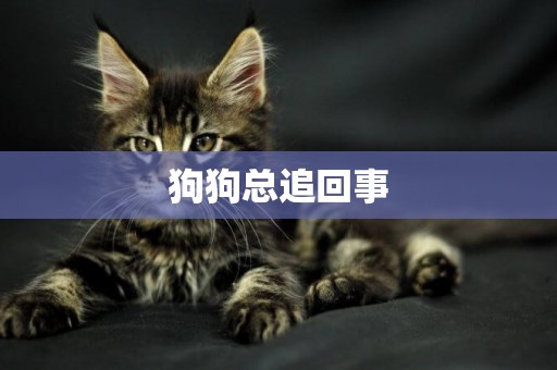 狗狗總追回事
