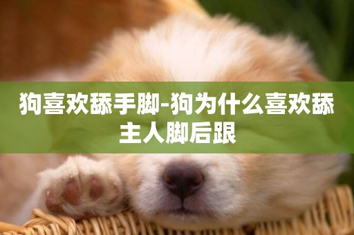 狗喜歡舔手腳-狗為什么喜歡舔主人腳后跟