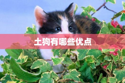 土狗有哪些優點 土狗有哪些優點