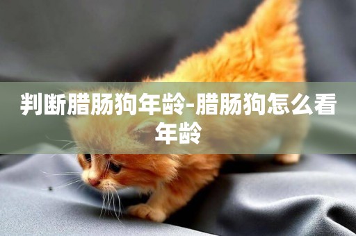 判斷臘腸狗年齡-臘腸狗怎么看年齡