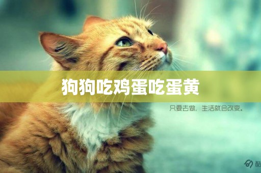 狗狗吃雞蛋吃蛋黃