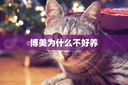 博美為什么不好養