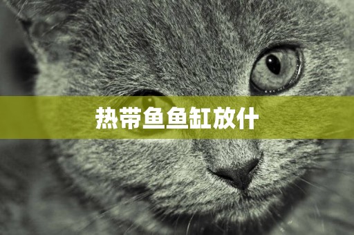 熱帶魚魚缸放什