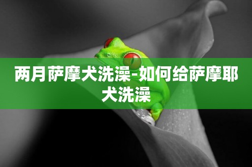 兩月薩摩犬洗澡-如何給薩摩耶犬洗澡