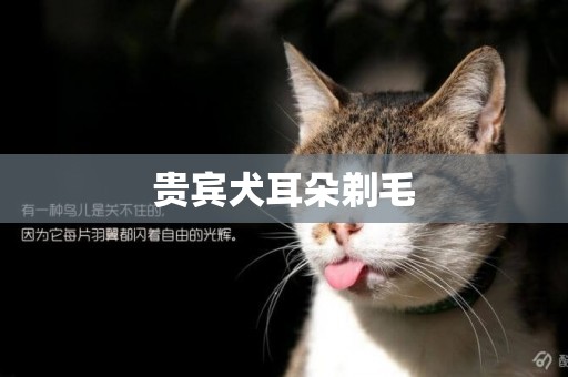 貴賓犬耳朵剃毛