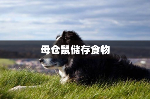 母倉鼠儲存食物