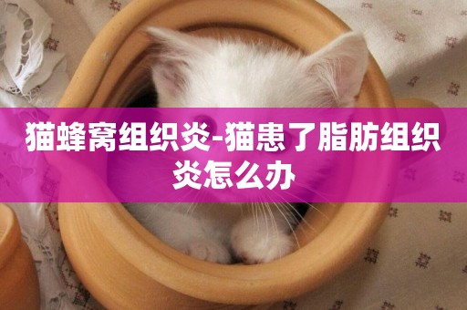 貓蜂窩組織炎-貓患了脂肪組織炎怎么辦