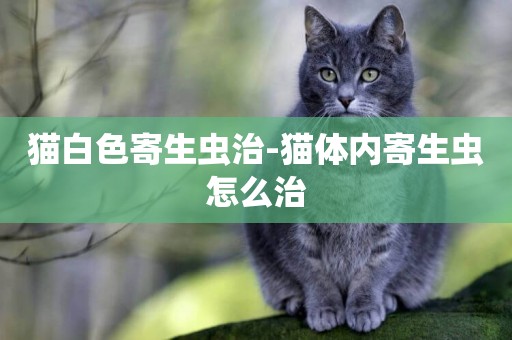 貓白色寄生蟲治-貓體內寄生蟲怎么治