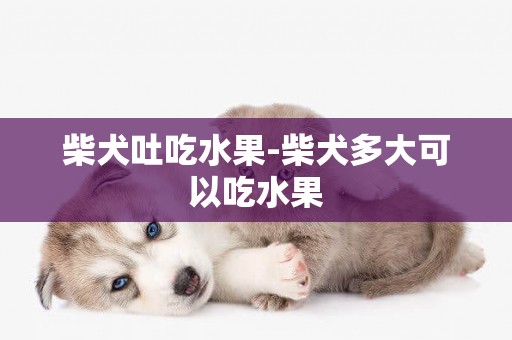 柴犬吐吃水果-柴犬多大可以吃水果
