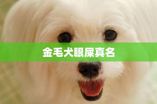 金毛犬眼屎真名