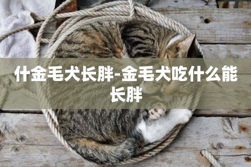 什金毛犬長胖-金毛犬吃什么能長胖