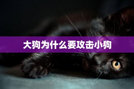 大狗為什么要攻擊小狗