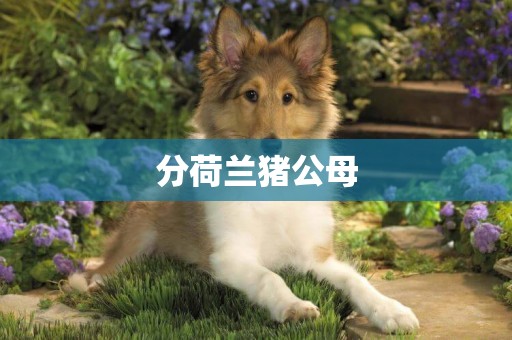 分荷蘭豬公母
