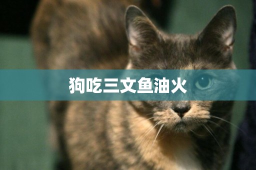 狗吃三文魚油火