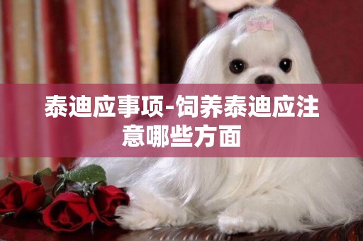 泰迪應事項-飼養泰迪應注意哪些方面